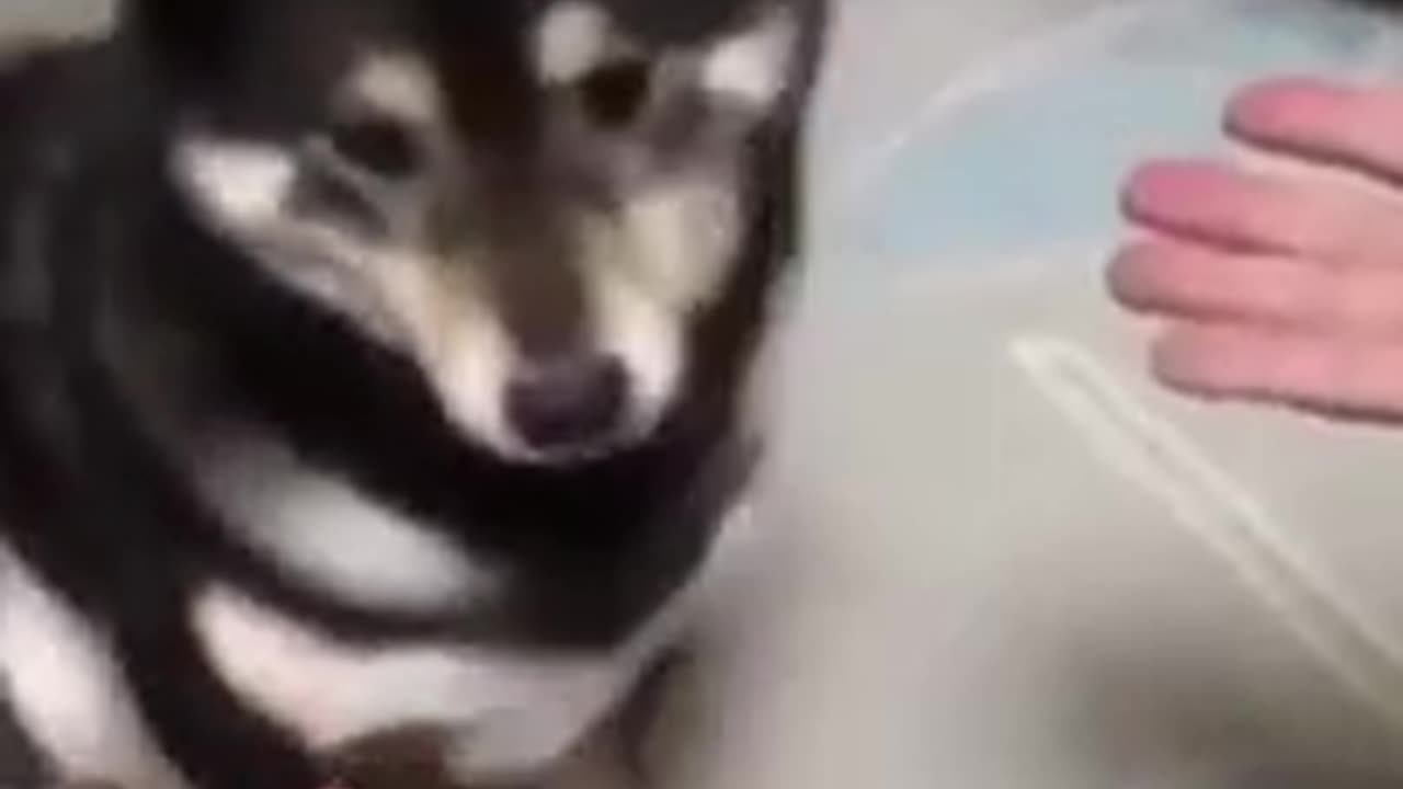 Cute-Corgi reacting to magic