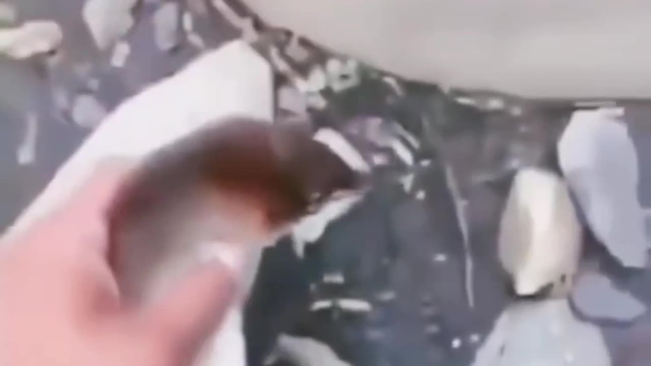 Laugh Fest | Must-Watch Funny Videos & Shorts π€©π₯