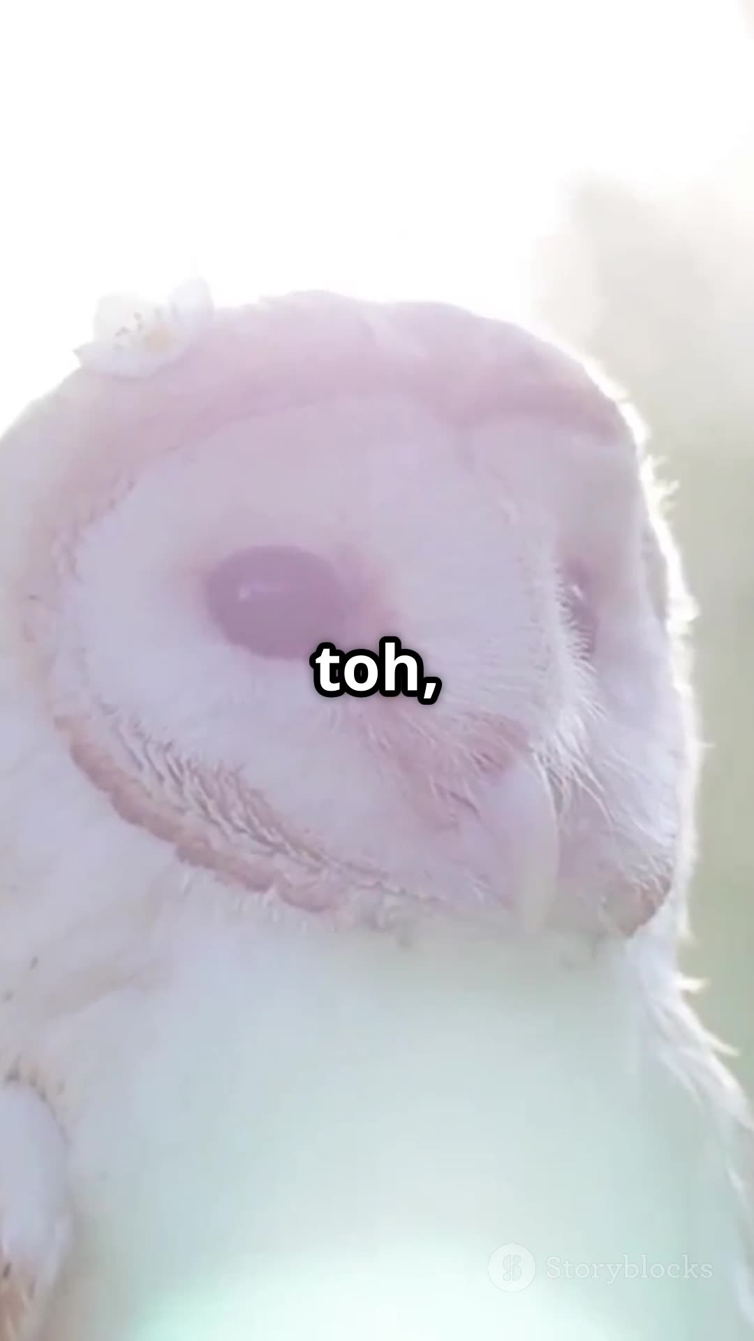 Nature की Superpower! 🦉 | उल्लू की गर्दन का राज़ | Animal Fact for Kids #shorts