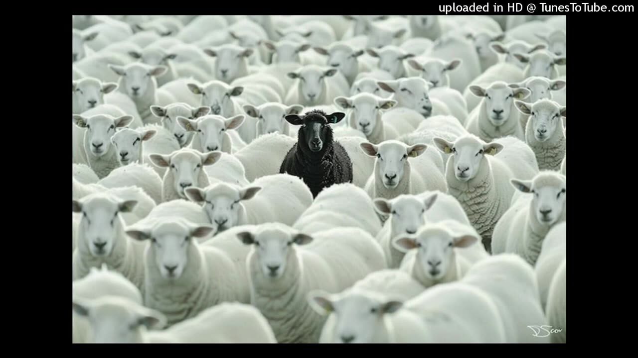 100% Beef- Black Sheep Prod. Timer Change