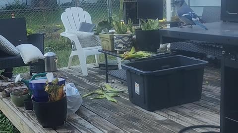 Blue Jay With Broken Beak Trusts Gentle Man