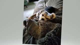 Roscoe waiting for me to finish raking !!! #dogs