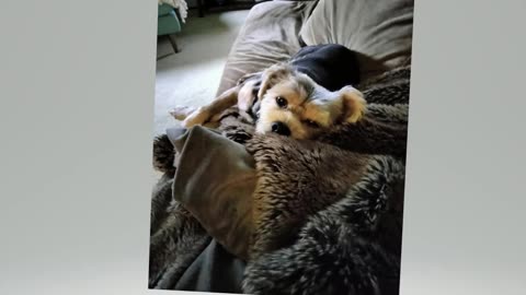 Roscoe waiting for me to finish raking !!! #dogs