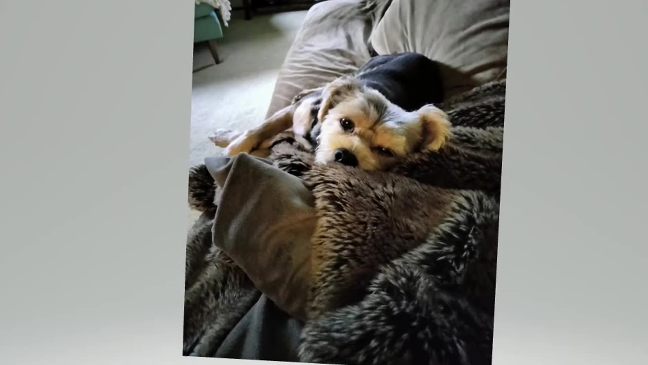 Roscoe waiting for me to finish raking !!! #dogs