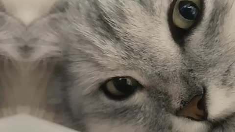 My Cat Stares at Me Like I’m the Intruder