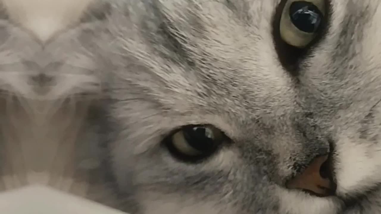 My Cat Stares at Me Like I’m the Intruder