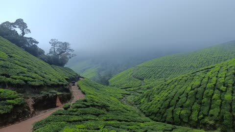 The World’s Highest Tea Gardens - Kolukkumalai Tea Plantation