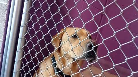 Sonora 6y Pet Id 949542 kennel 20 HSSAZ shelter new gal 2 me but later all's good20251017829