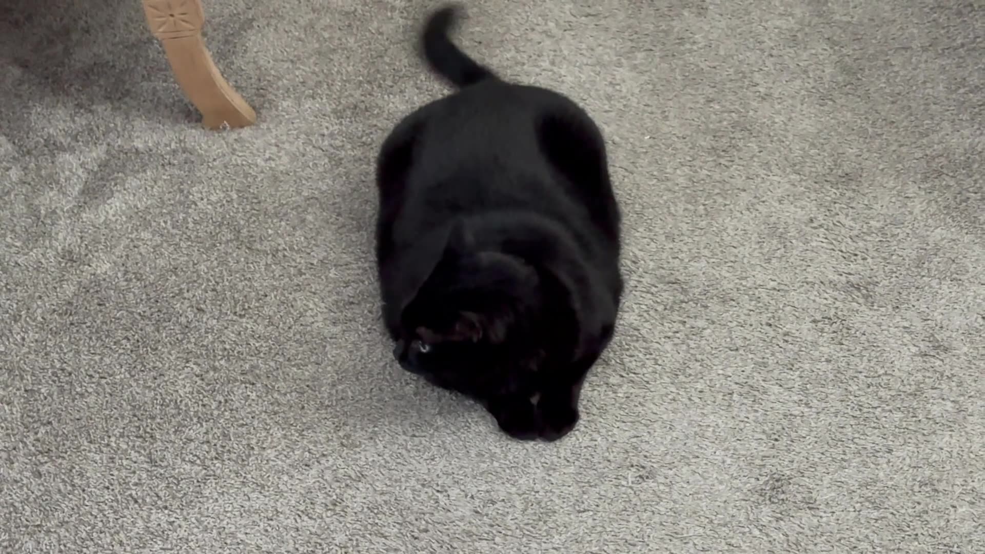 Cute Precious Piper Loves Baby Talk - My Adopted Shelter Cat Vlog