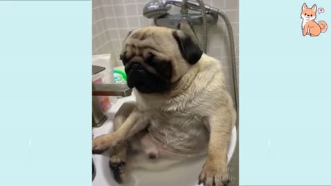 🐶😂 #FunnyDogs #DogFails #DogsFanny"