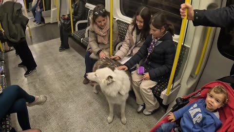 Friendly Interactions With Commuting Dog
