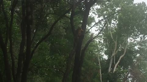 A great jumper, squirrels can effortlessly leap from tree branch to tree branch.