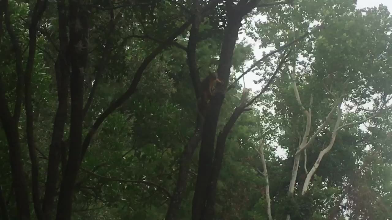 A great jumper, squirrels can effortlessly leap from tree branch to tree branch.