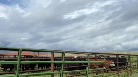 We're a Family Working Ranch. cartercountrymeats.com