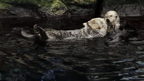Sea Otters Swimming