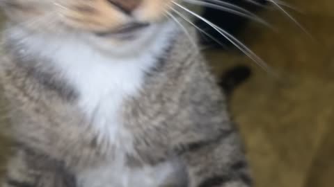 Lifeguard Kitty Trying to Rescue Owner from Washcloth