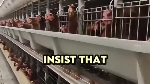 Toxic chicken 🐓🦆💩