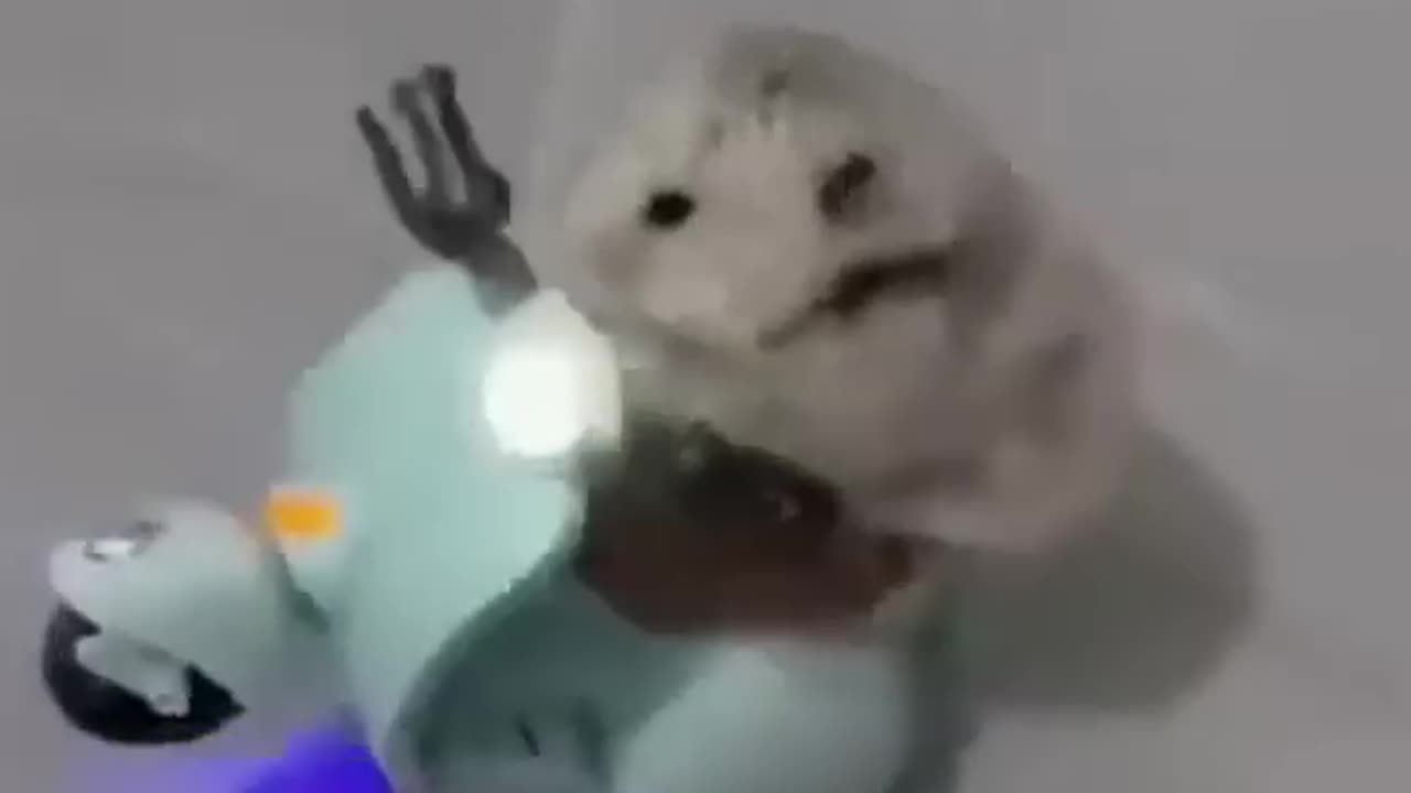 Funny and Cute Hamsters Video Compilation