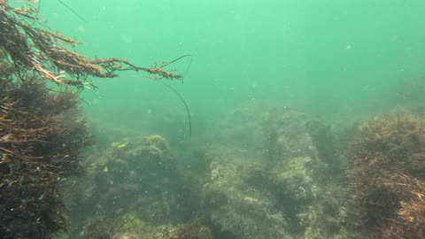Fish Underwater 4K Views and Sounds Mission Bay 2 #share #fish #underwater San Diego