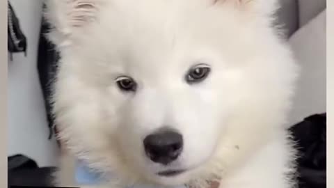 Cute puppy whining