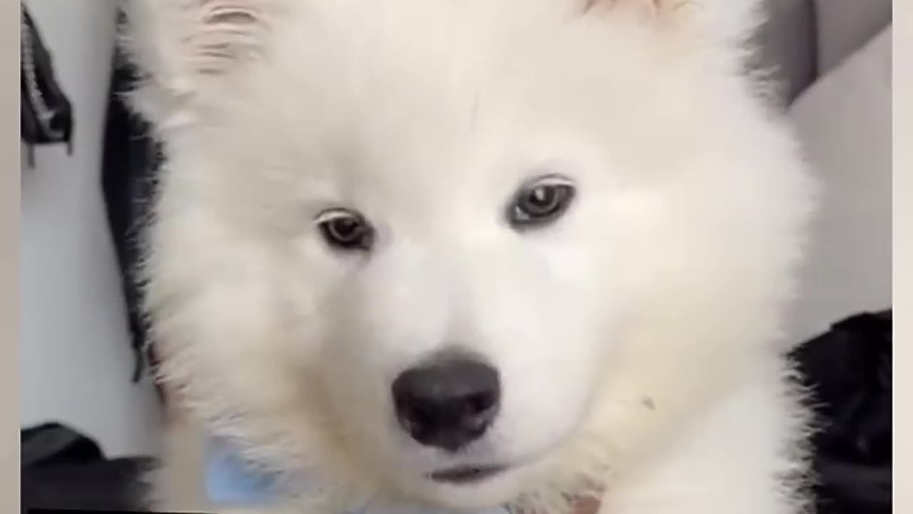 Cute puppy whining