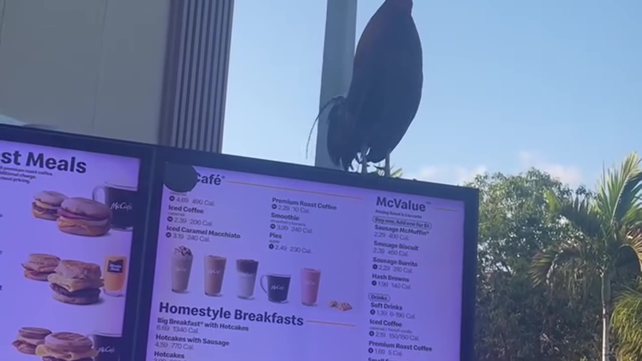 Rooster Perches On The Drive-Through Menu