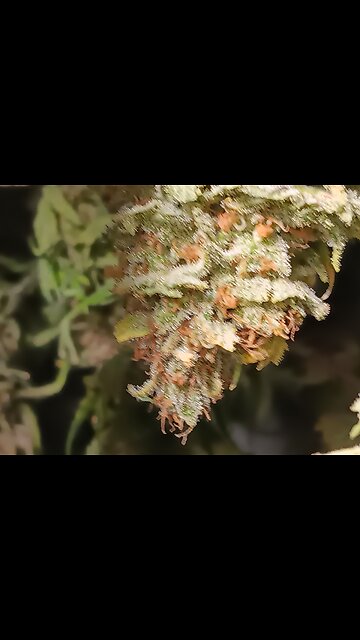 Wedding cheesecake drying day 2