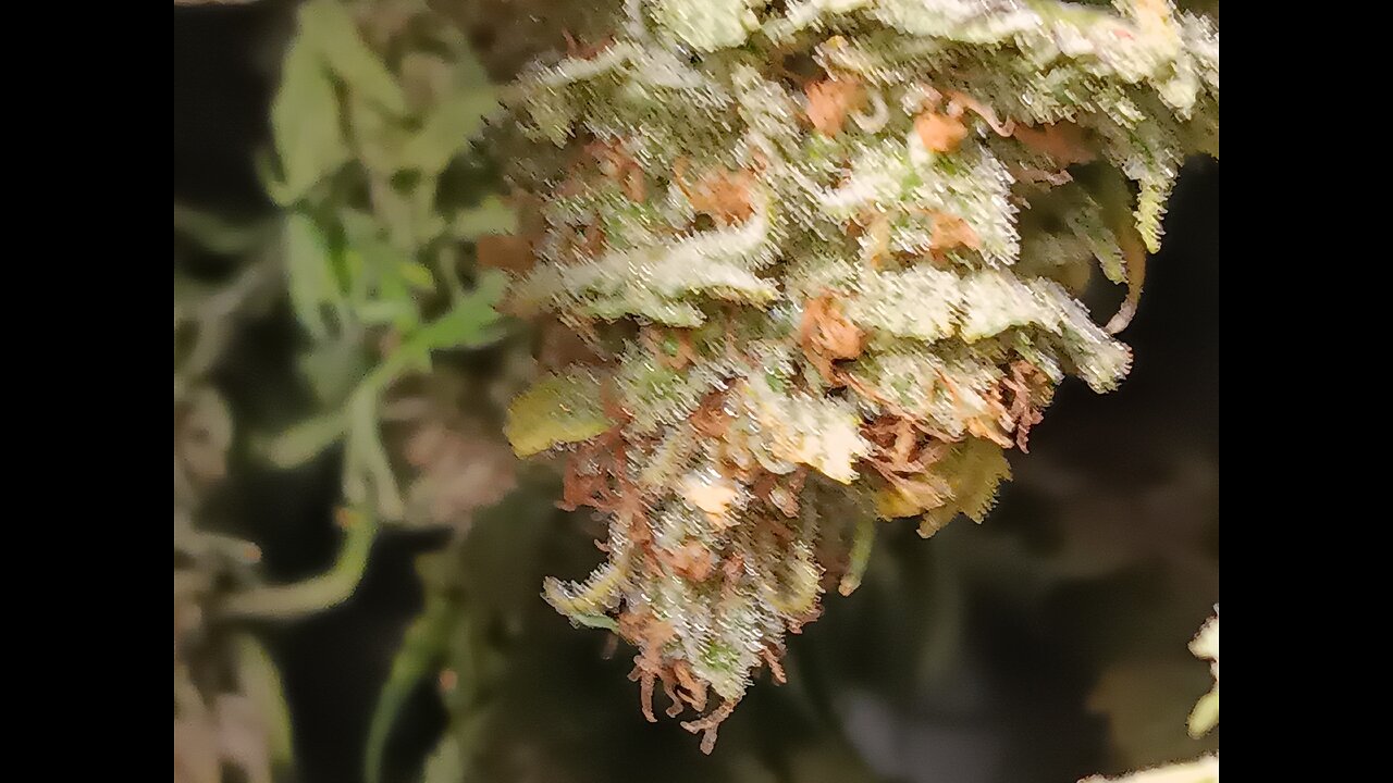 Wedding cheesecake drying day 2