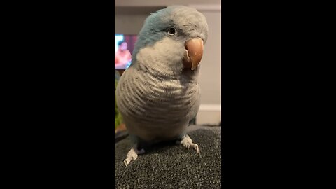 Talking Parrot Boba