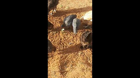 Farm life