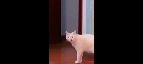 Cats Being Cats™: No Logic, Just Vibes 🐱💥