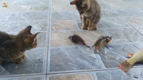 Beautiful animal moment- Animals for kids learning