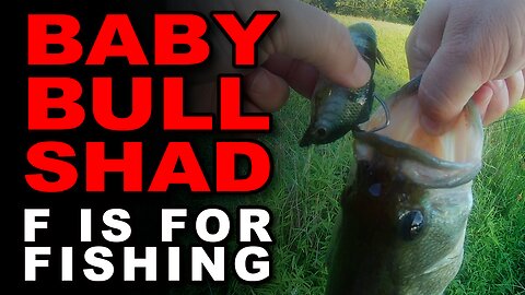 Baby Bull Shad