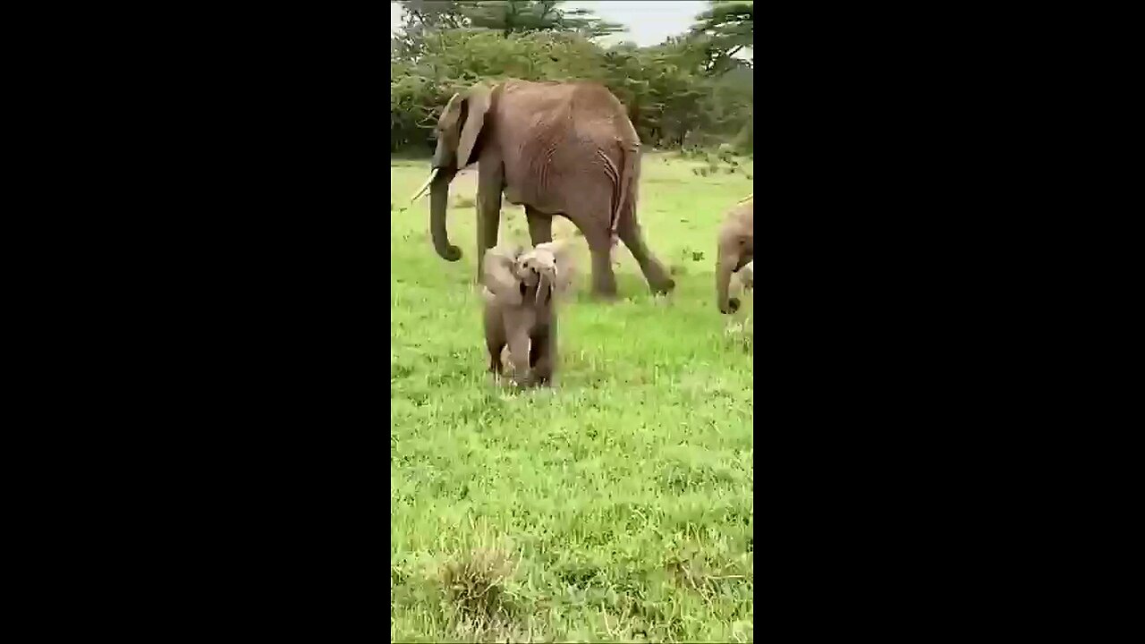 Little baby elephant