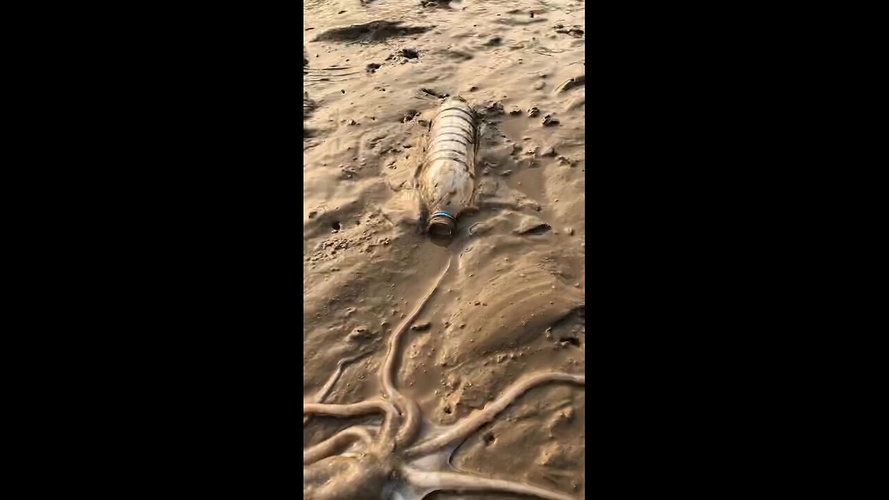 Octopus in the beach
