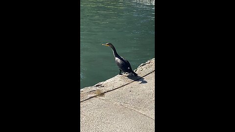 Double-crested Cormorant #cormorant #subscribe #shorts #viral #trending