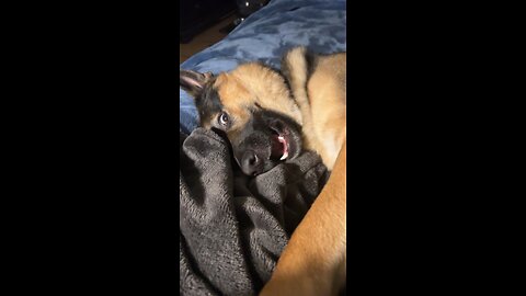 Dog wants love