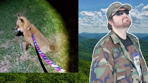 Finnegan Fox Goes On A Midnight Adventure (SaveAFox) - Reaction! (BBT)