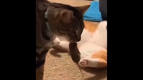 Funniest Cat Clip Ever. I Watched This Thing 5 Times