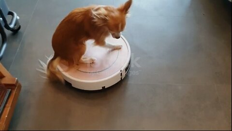 dog is cleaning floor