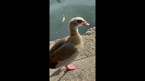 Egyptian Goose 🪿 & Coot #followme #shorts #viral #trending #egyptiangoose