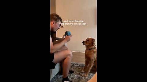 Love All Life Always #471 - Dogs Reactions To Magic - Very Cool 😎