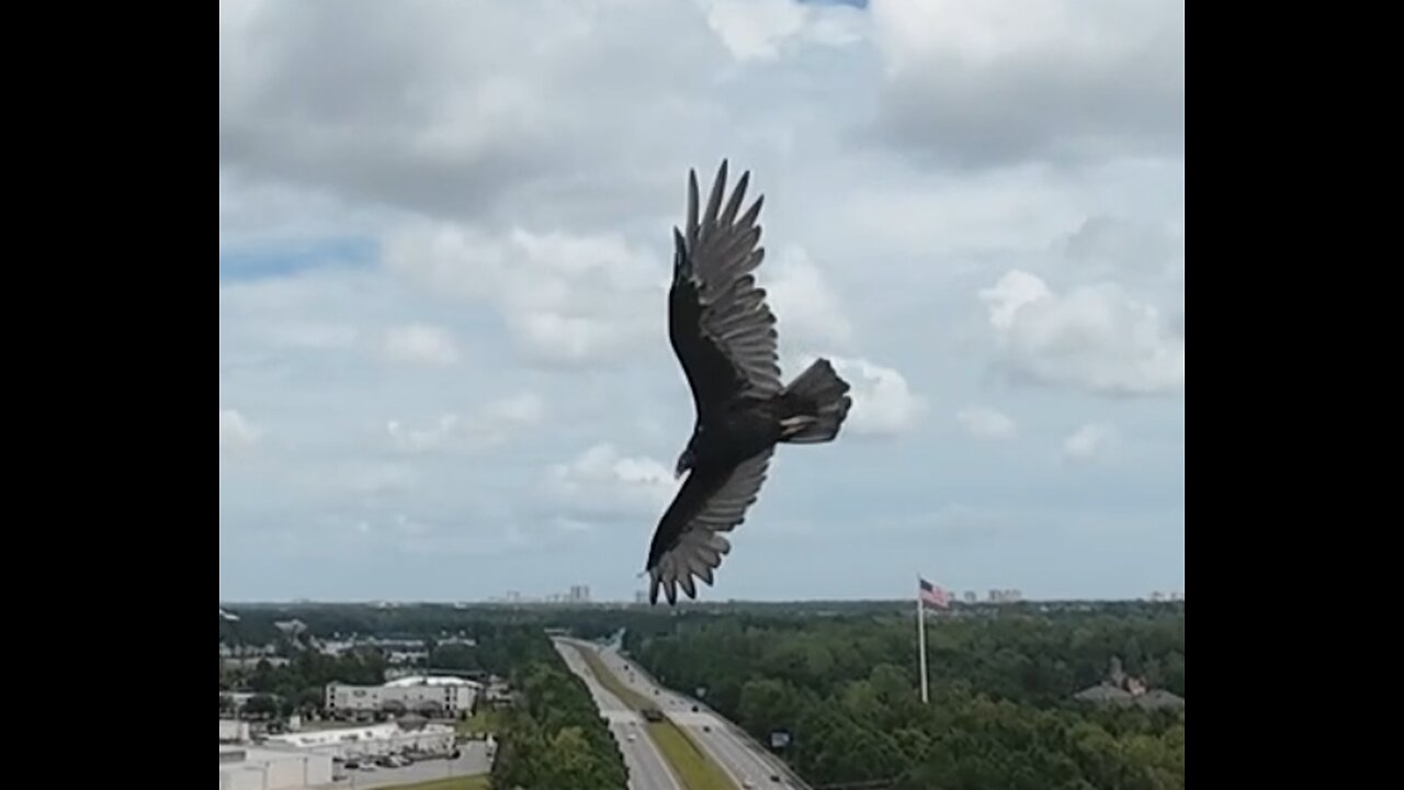 🦅 This Is It - Kenny Loggins 🦅