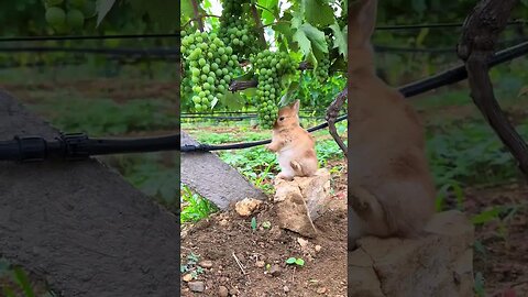 Holding a rabbit in my arms, Bing Xin Yu Hu, cute pet debut plan, rabbit, rural cute pet