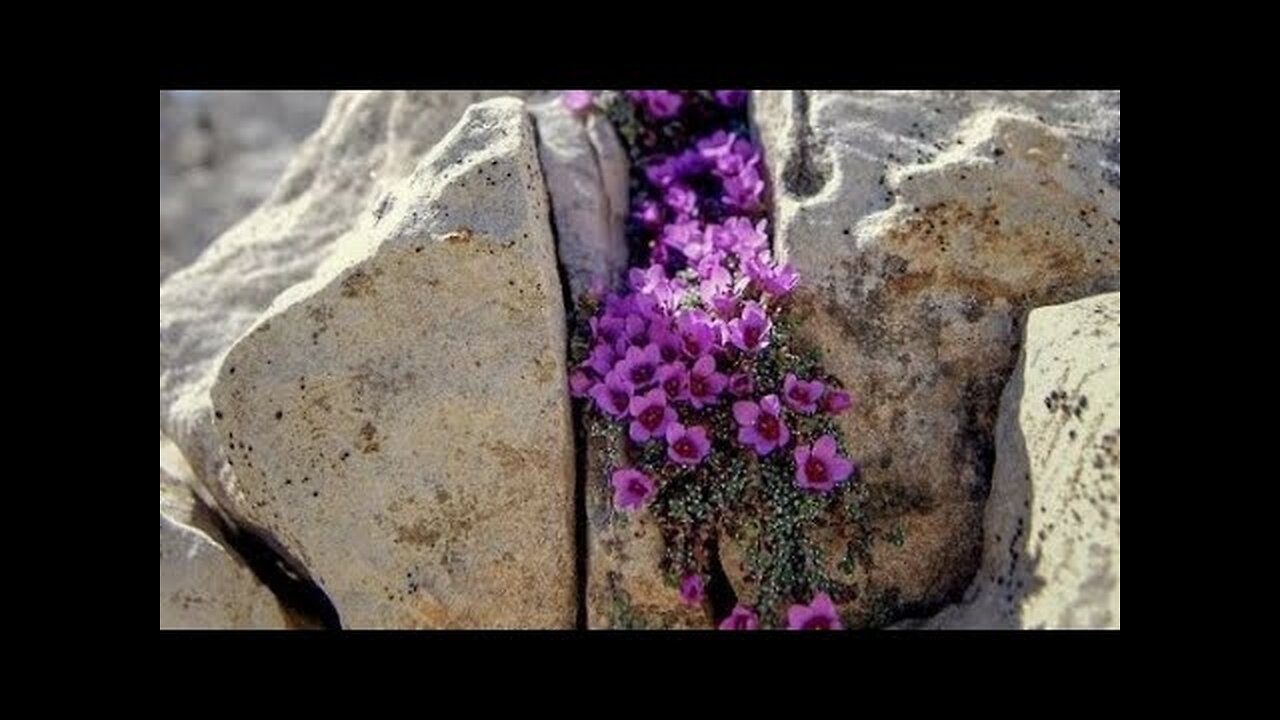 И НА КАМНЯХ РАСТУТ ЦВЕТЫ...