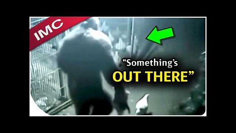 The Most Mind Blowing Bigfoot Videos The Internet Can't Explain