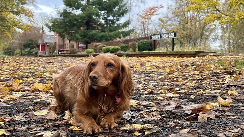 12/11/25 14mile trail run with willow