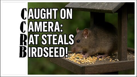 "CAUGHT ON CAMERA: RAT STEALS BIRDSEED!"