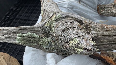 The original forest on flat earth part 18, Biblical Tree Remains