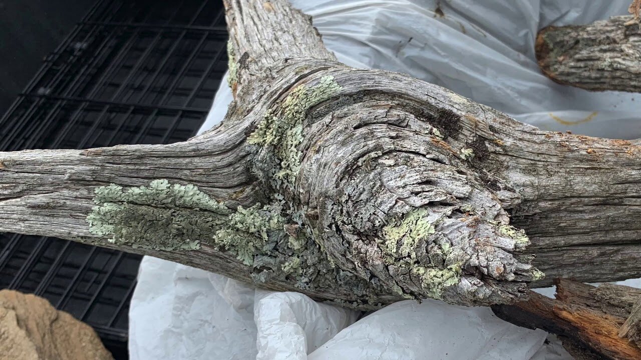 The original forest on flat earth part 18, Biblical Tree Remains